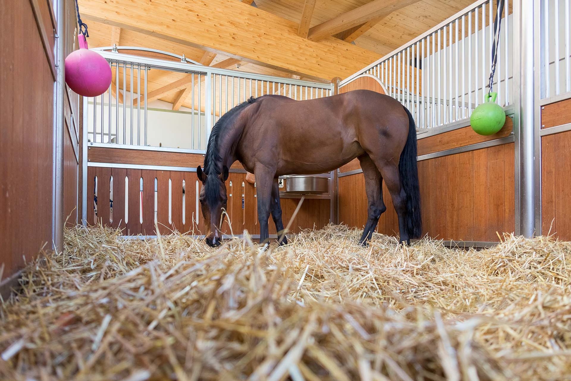 Image horse stall stable partitions (M000073557)