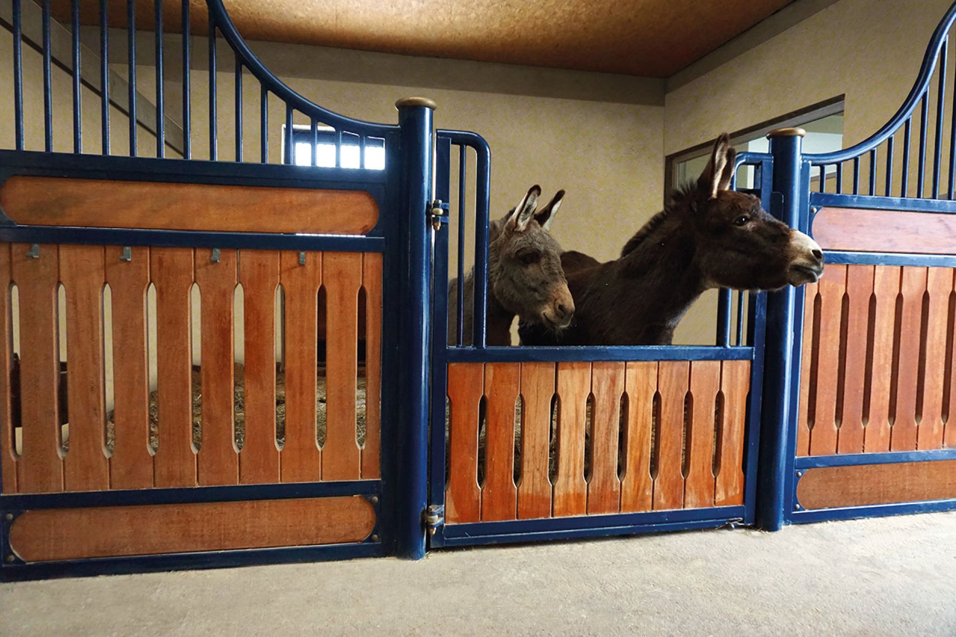 Image horse stall model Individually (M000097651)