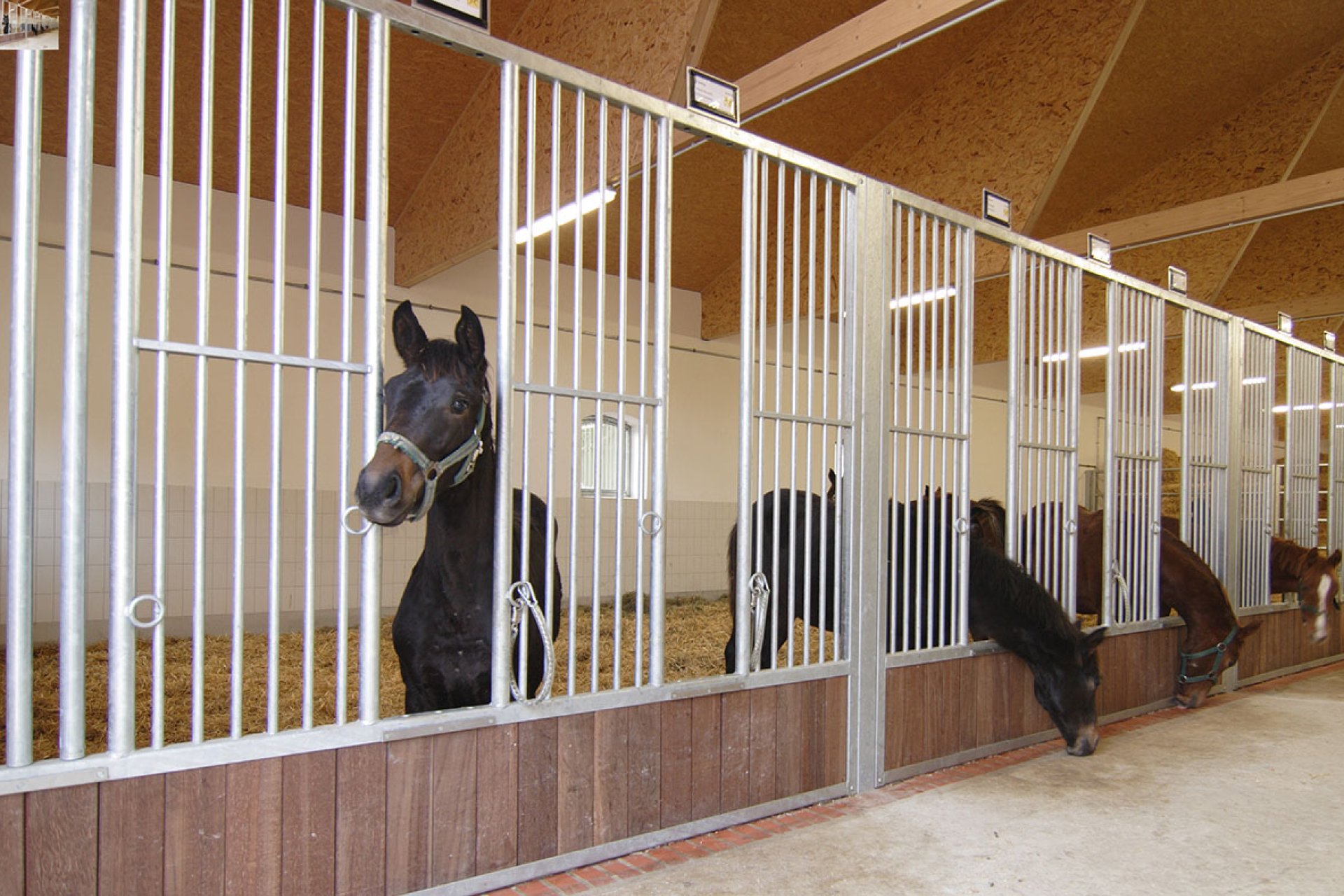 Image horse stall model feeding pens (M000051370)