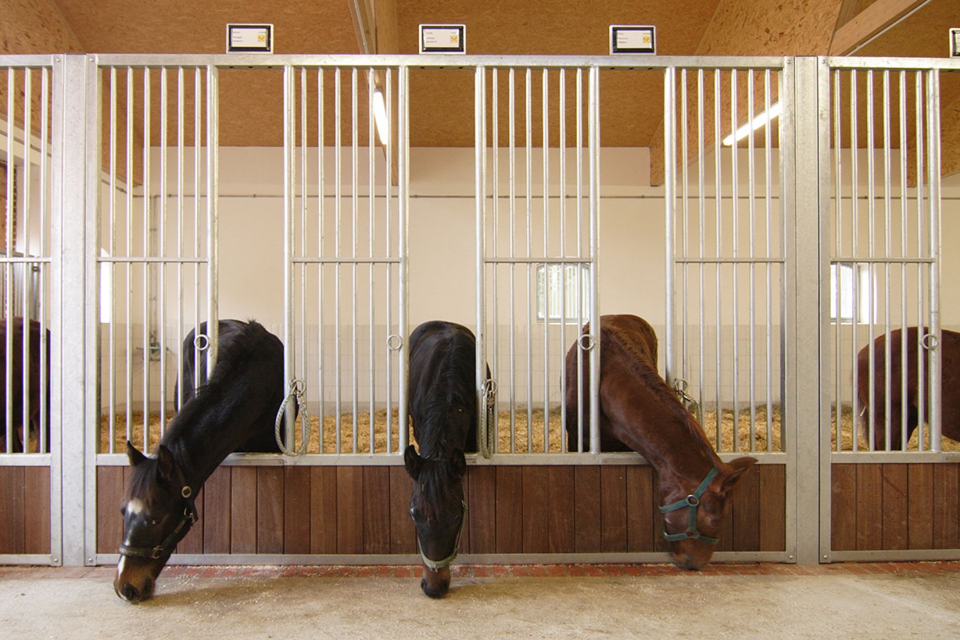 Image horse stall model feeding pens (M000051419)