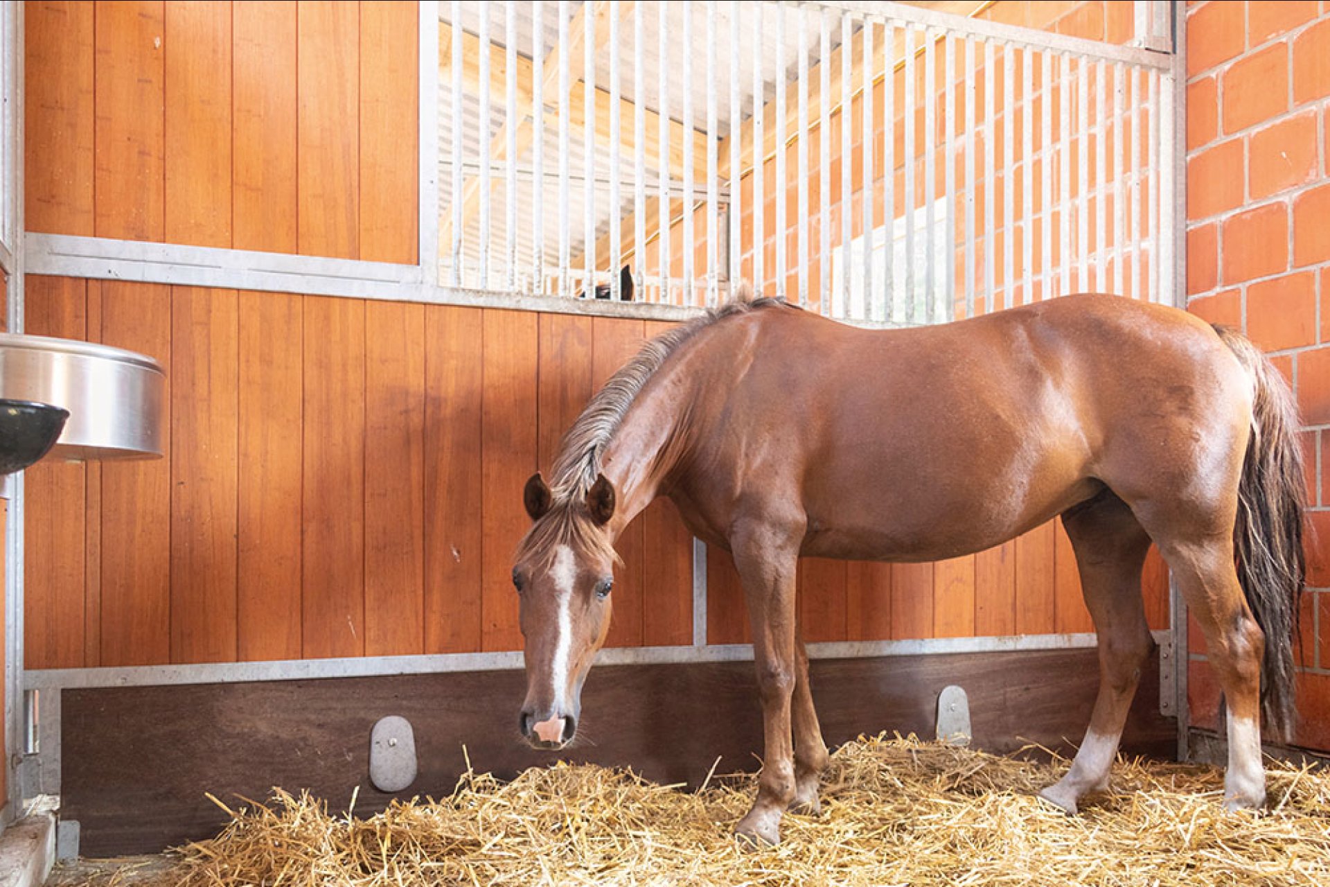 Image horse stall stable partitions (M000115740)