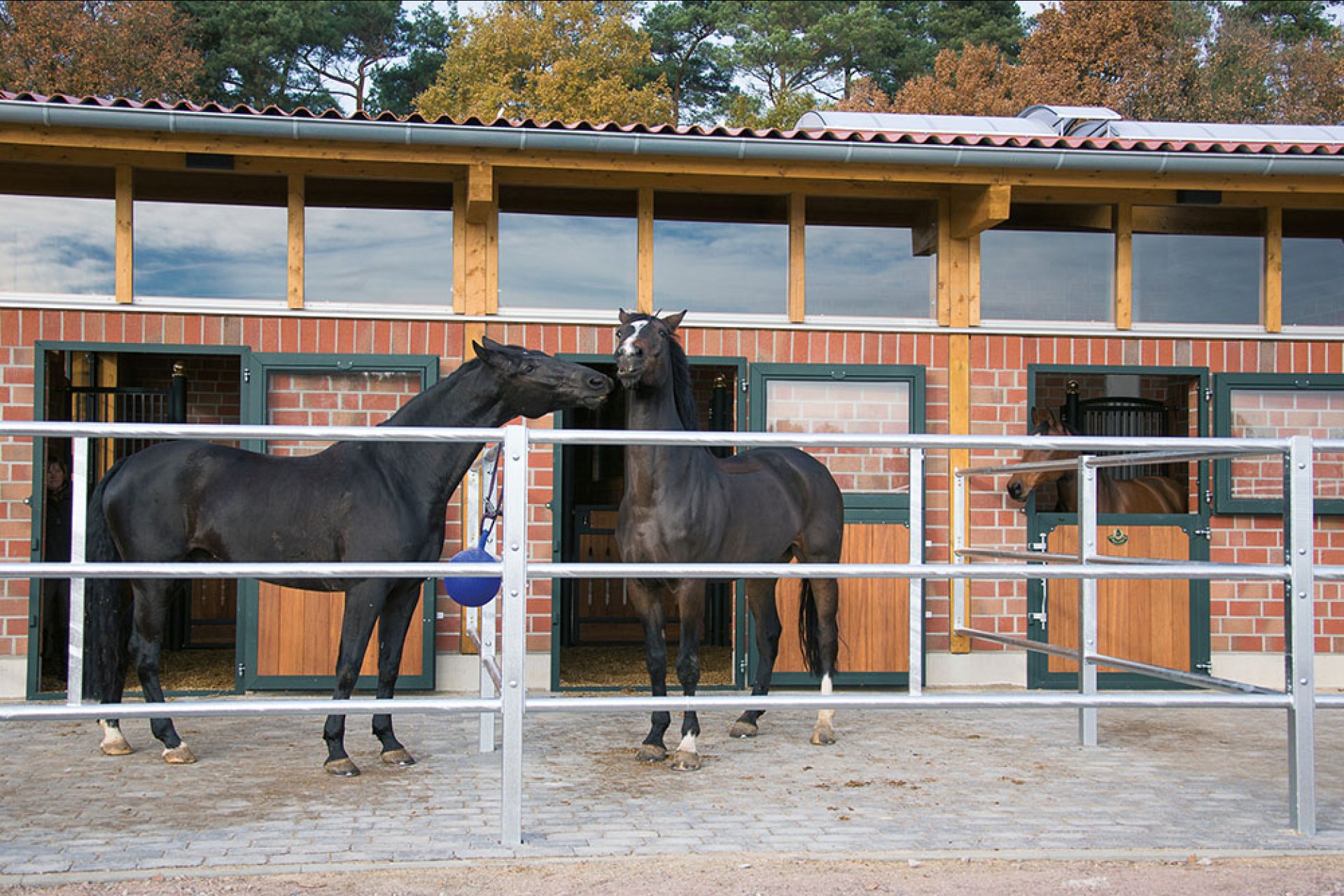 Image horse stall paddock pens (M000040143)