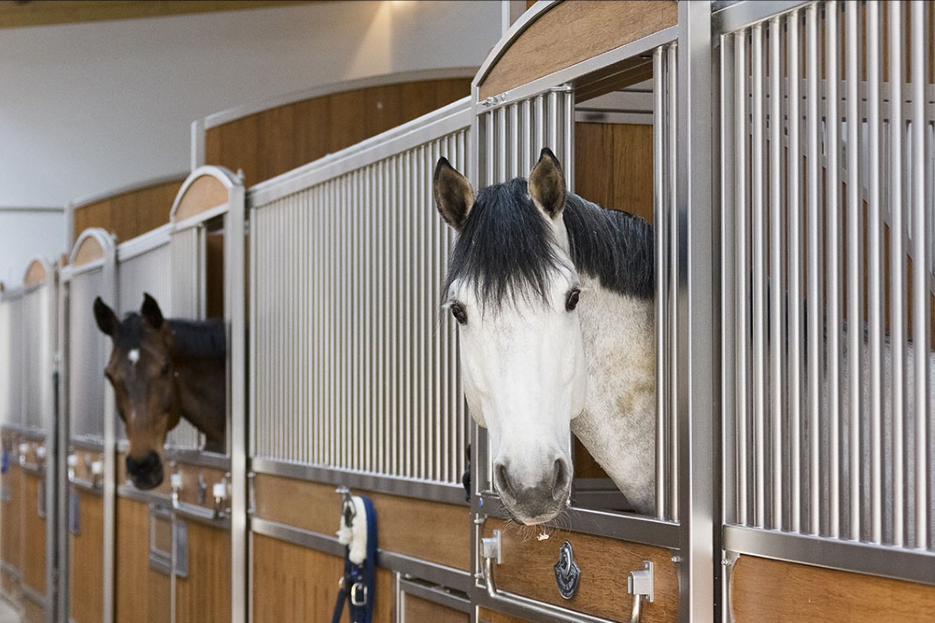 Image horse stall model Hamburg (M000073697)